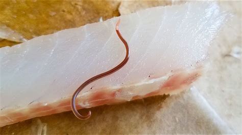 worms in fish